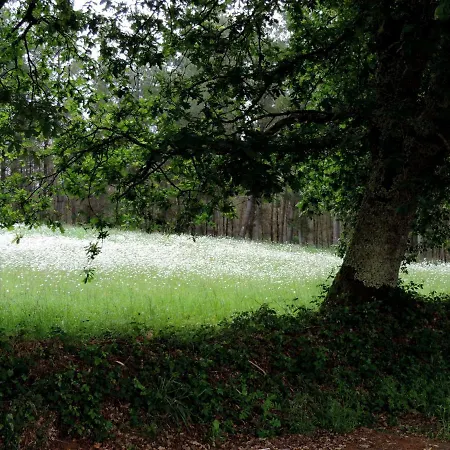 Casa Dlaya.camino De Santiago * Arzúa